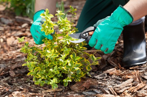 A close-up view of a gardener's hands wearing bright green gloves, using pruning shears to trim a small, bushy shrub with variegated green and yellow leaves in a landscaped outdoor setting. The shrub is planted in dark soil surrounded by mulch made of wood chips. In the background, part of a well-maintained garden can be seen with additional plant beds and natural textures, indicating a neat garden layout typical of residential outdoor spaces in Newham. The scene is outdoors in natural daylight, highlighting the healthy foliage and earthy tones of the garden environment. This image reflects routine gardening activities associated with professional garden maintenance services offered by companies like Garden Maintenance Newham, focusing on shrub trimming and garden tidiness in the local area.